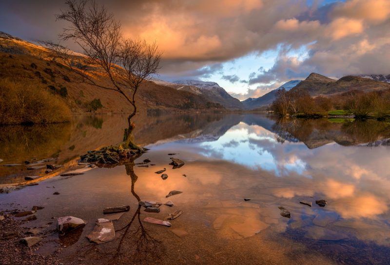 Lone Tree Snowdonia North Wales canvas prints wall art for sale