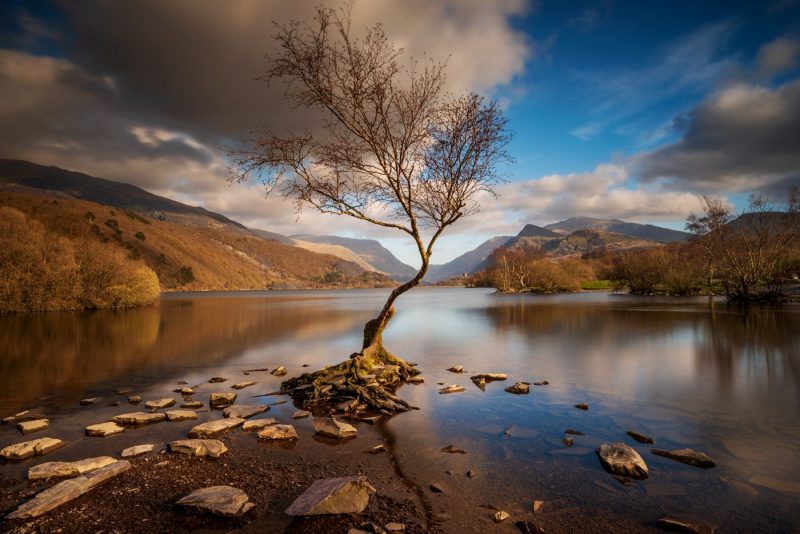 Lone Tree Llyn Padarn Llanberis canvas prints wall art for sale