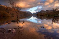 Wales Landscape Photography/ Lone Tree Llyn Padarn, Llanberis North Wales