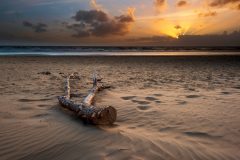 Driftwoodon on  the beach