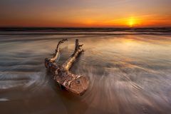 Driftwoodon