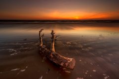 Driftwoodon II