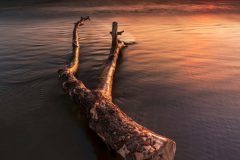 Driftwoodon on the Berrow Beach