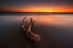 Driftwoodon on the Berrow Beach II