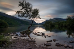 Wales Landscape Photography /Lone Tree Llyn Padarn Llanberis North Wales