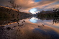 Wales Landscape Photography/ Lone Tree Llyn Padarn, Llanberis North Wales