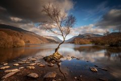 Lone Tree Llyn Padarn Llanberis North Wales /canvas sprints for sale