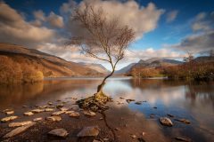 Lone Tree Llyn Padarn Llanberis North Wales /canvas sprints for sale