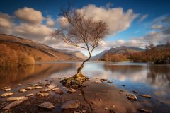 Lone Tree Llyn Padarn Llanberis North Wales /canvas sprints for sale