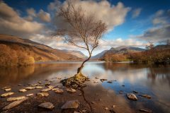 Lone Tree Llyn Padarn Llanberis North Wales /canva sprints for sale landscape photography prints for sale