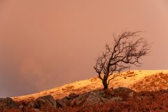 Wales Landscape Photography /Pen Yr Ole Wen tree landscape photography prints for sale