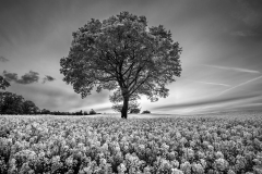 Spring fields Worcestershire/Landscape Photography Worcestershire prints for sale Spring fields Worcestershire/Landscape Photography Worcestershire prints for sale
